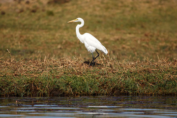 Great Egret - Chobe River, Botswana, Africa