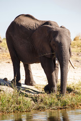 Fototapeta na wymiar Elephant - Chobe River, Botswana, Africa