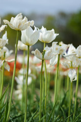 White Tulips