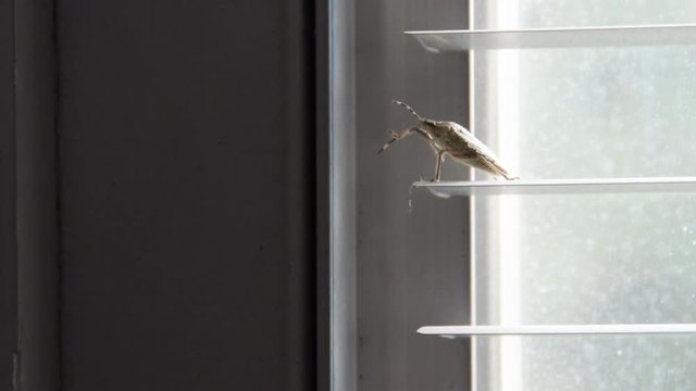stink bug clean it's antennas on window blind (pentatomoidea species)