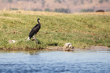 Chobe River, Botswana, Africa