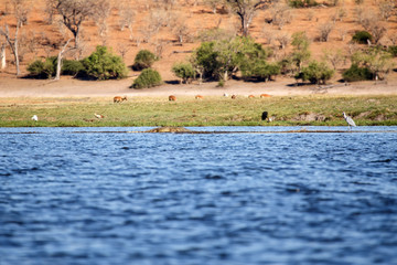 Croc - Chobe River, Botswana, Africa