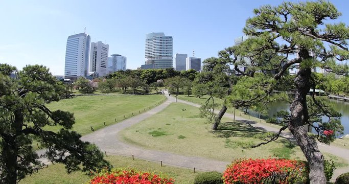 Hamarikyu Gardens, Tokyo, Sumida River, Chuo district, Japan. Oriental japanese garden during Hanami. The Hama Rikyu is in contrast to the skyscrapers of the adjacent Shiodome district.