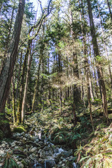 Baden Powell Trail near Quarry Rock at North Vancouver, BC, Canada