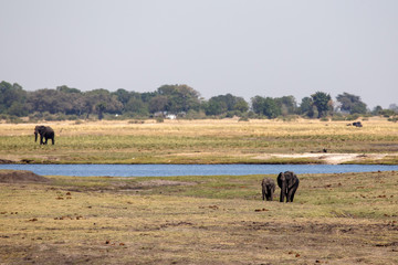 Chobe River, Botswana, Africa