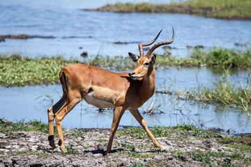 Chobe River, Botswana, Africa