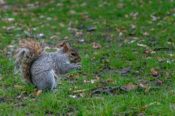 Naklejka na ściany i meble Spring Squirrel in New York Central Park, USA