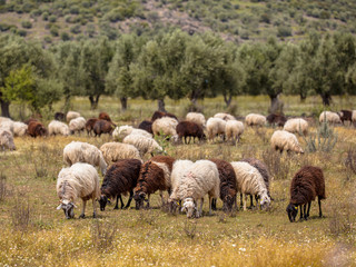 Sheep farming in Greece