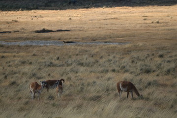 guanaco