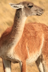 Obraz premium guanaco