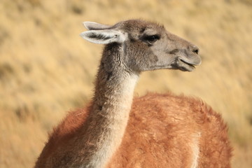 Obraz premium guanaco
