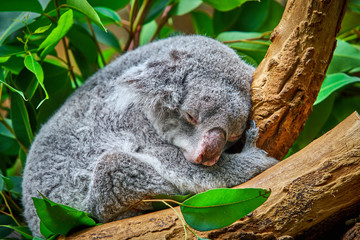 koala bear in the zoo