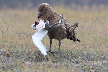Great Skua feeding on dead Arctic tern Iceland