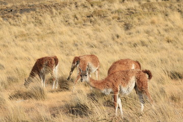 guanaco