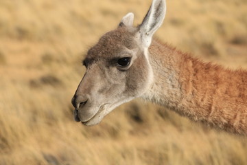 guanaco
