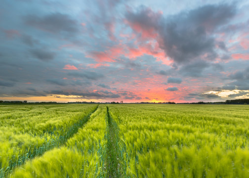 Wheat field in flat country