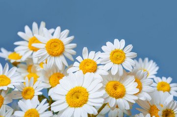 Daisy chamomile flowers frame on blue garden table. Top view with copy space