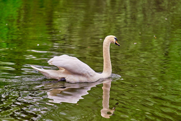 White swan in the  lake