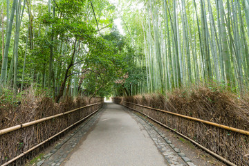 Bamboo Forest in Japan, Arashiyama, Kyoto