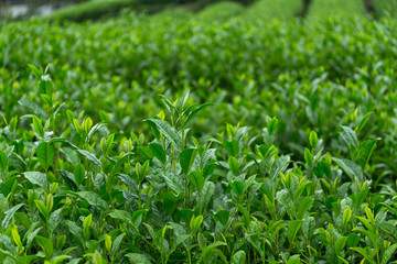 Tea farm