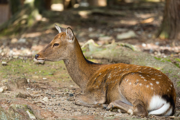 Young deer in the park