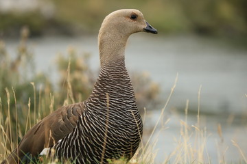 avutarda cauquen