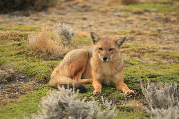 Obraz premium patagonia fox