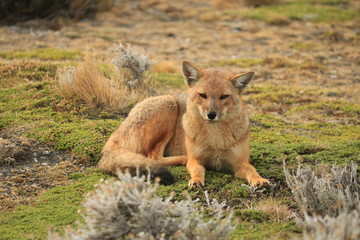 patagonia fox