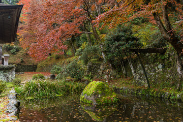 Japanese park in autumn season
