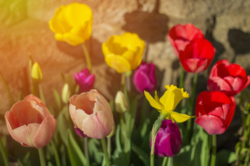 Tulip spring flowers in garden with brick work in background.  Sunlight and warmth and spring.