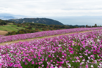 Obraz premium Cosmos farm in autumn