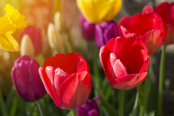 Spring flowers and tulips born into existance in April and May with warm sunlight nurturing and bringing life.  Copyspace.