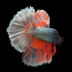Halfmoon Betta on black background. Beautiful fish. Swimming flutter tail flutter.