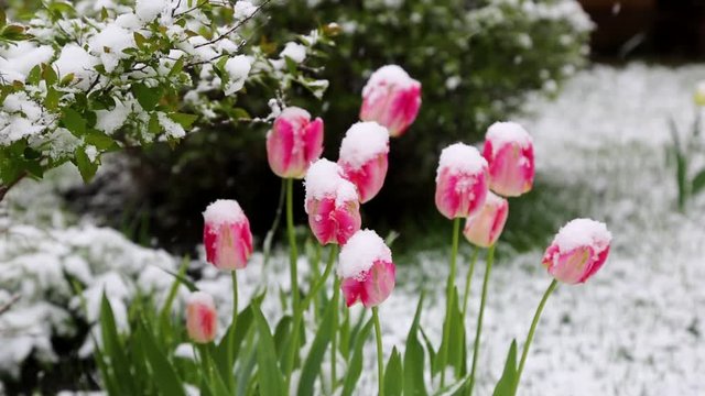 tulips in the snow