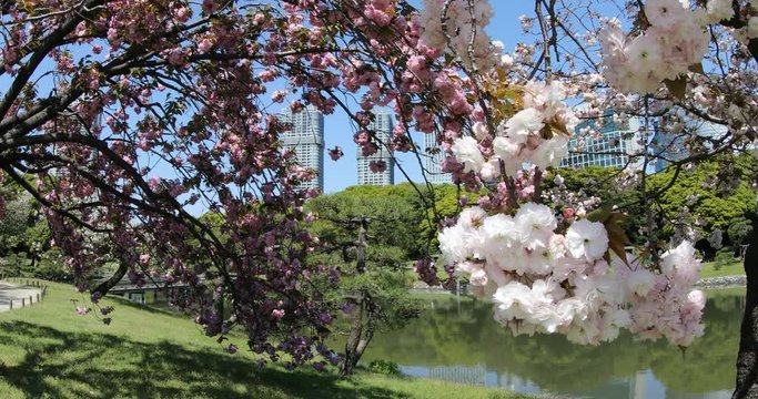Blossoming cherry tree in Hamarikyu Gardens, Tokyo, Japan. Oriental japanese garden during Hanami. Shiodome buildings on blurred background. Spring concept, outdoor life and relax.