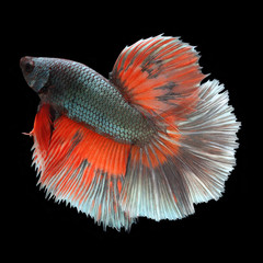 Halfmoon Betta on black background. Beautiful fish. Swimming flutter tail flutter.