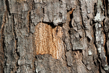 Bark Texture