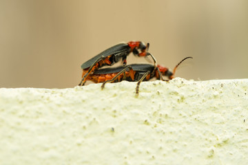 Copulation of fireflies