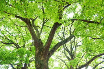 常緑樹、クスノキ、 エコロジー