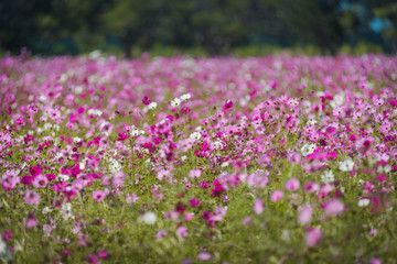 Pink cosmos flower fields