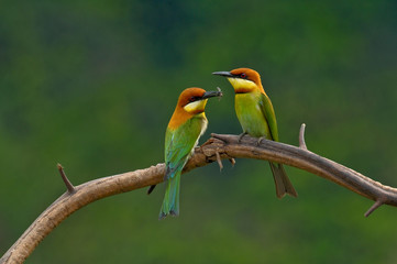 Chestnut-headed Bee-eater (Merops leschenaulti) 