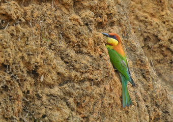Chestnut-headed Bee-eater (Merops leschenaulti) 
