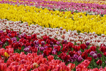 A field of yellow and red tulips country farm