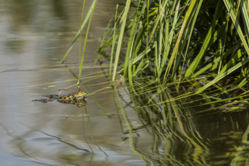 Grenouilles - Lac de Sainte Hélène - Savoie.