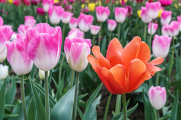 Fototapeta premium Multicolored tulips outside in parks and farms