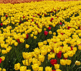 Obraz premium A field of yellow tulips country farm