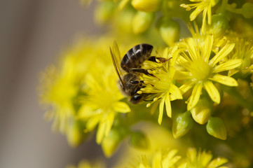 Feeding bee