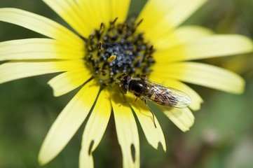 Hoverfly with dandelion