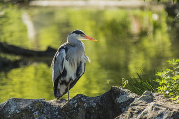 Lyon - Parc de la Tête d'Or.