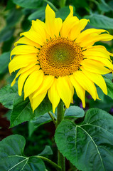 Blooming Sun flower